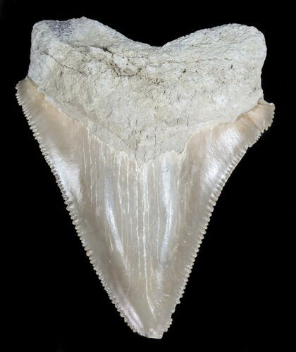 Juvenile Megalodon Tooth - Serrated Blade #56617